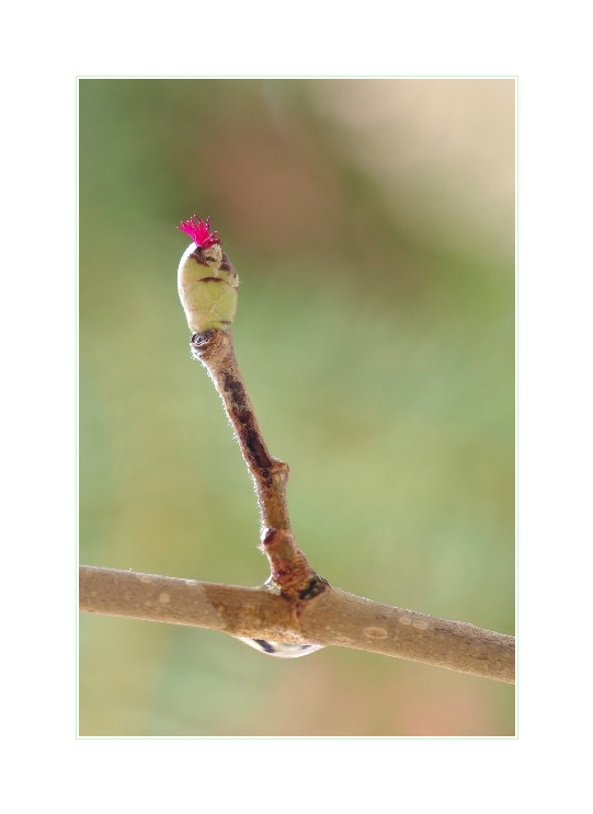 Ist der Frühling schon da?