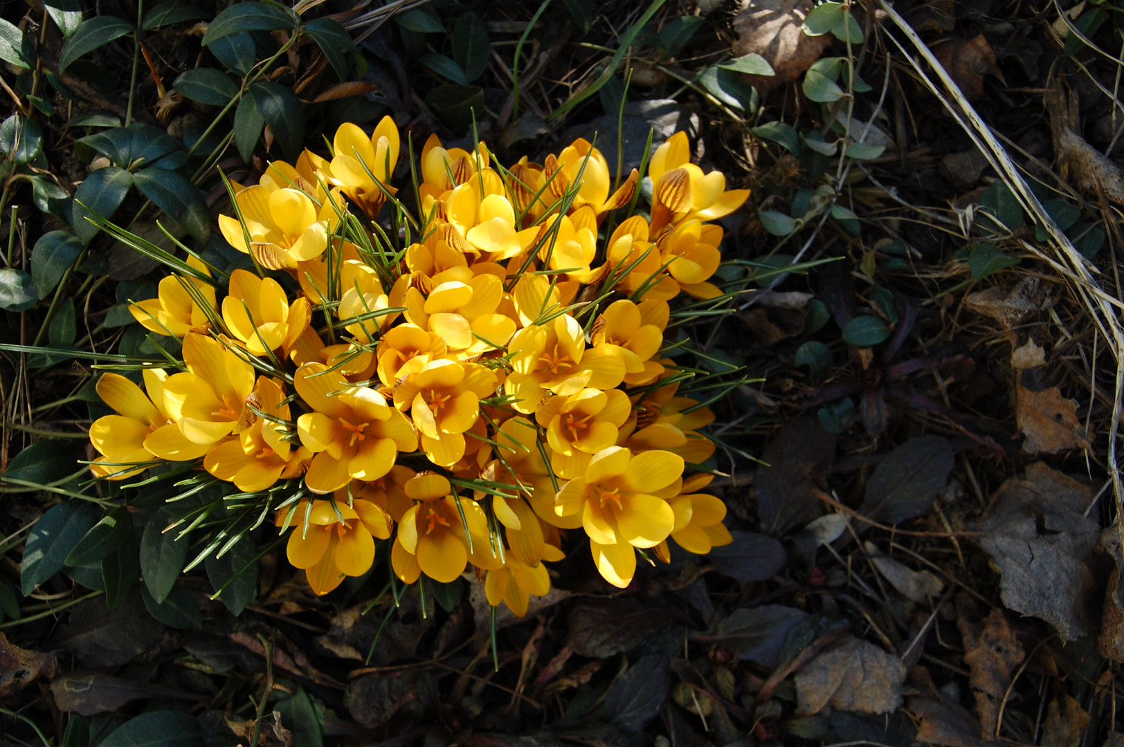 Ist der Frühling schon da?