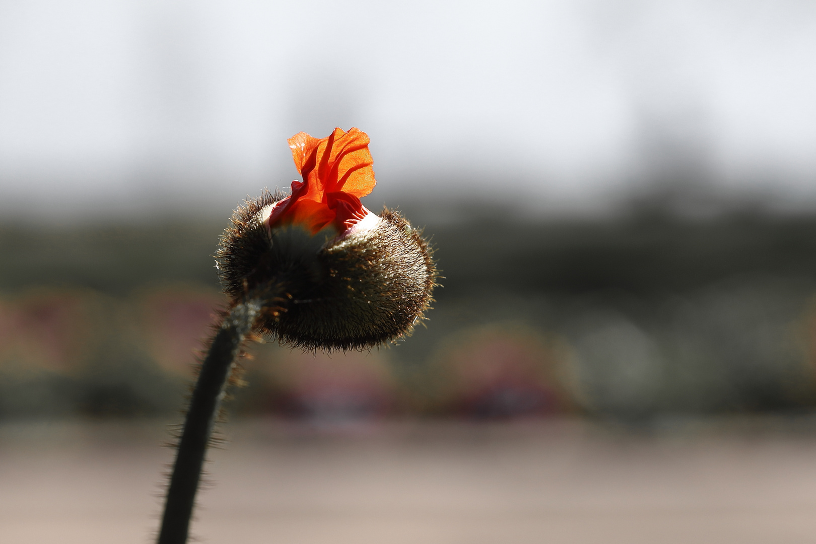 Ist der Frühling schon da?