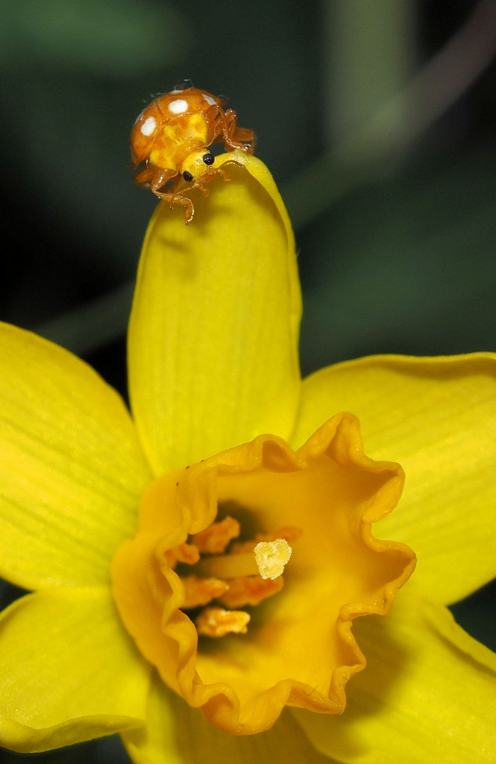 Ist der Frühling schon da....