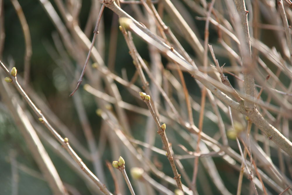 Ist der Frühling weit weg oder nah dran? (125 mm Brennweite) von U. Kleemann