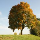 ist der herbst nicht wunder-wunderschön? :-)))