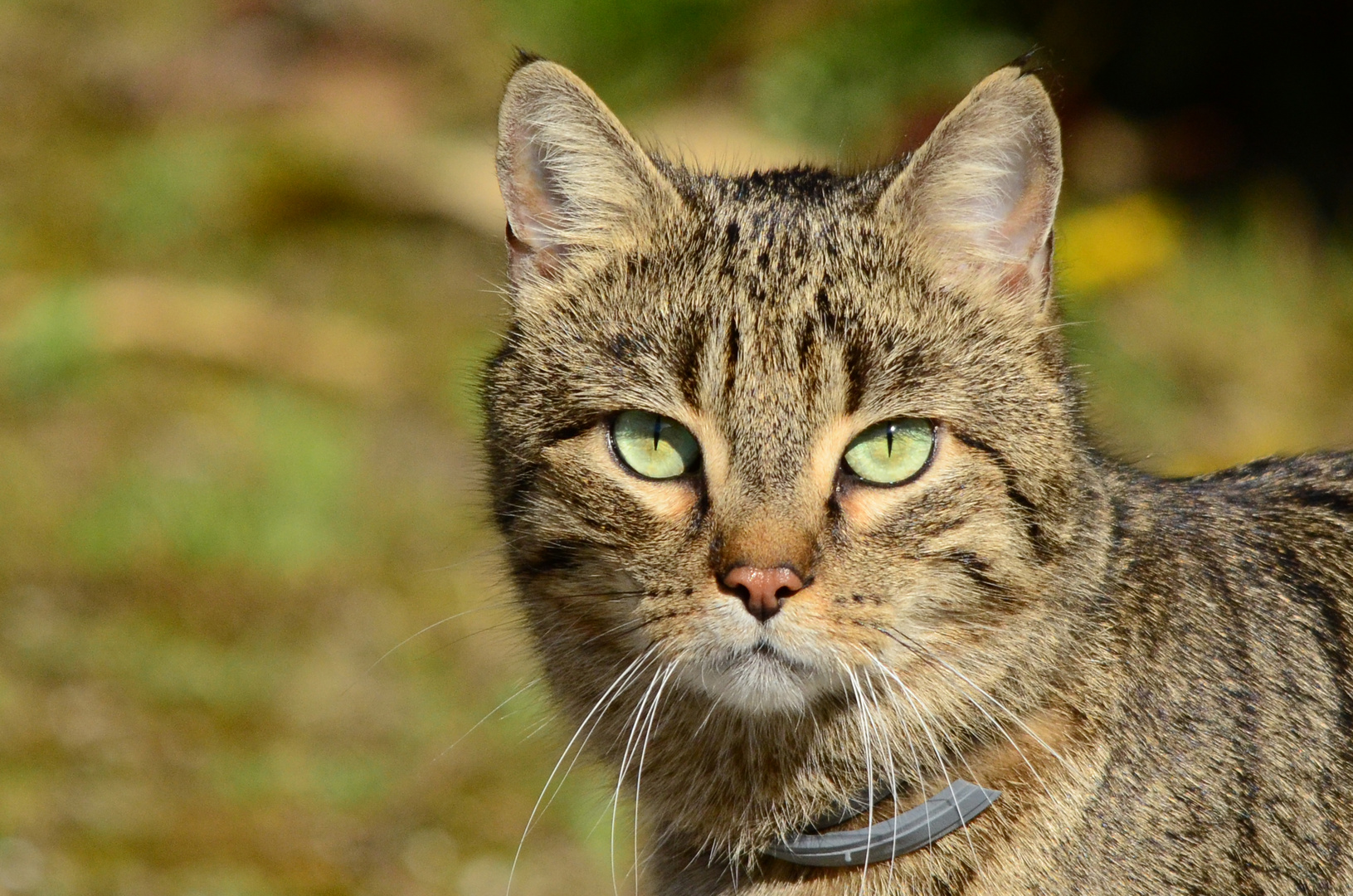 Ist der Hund im Garten? Foto & Bild tiere, natur Bilder