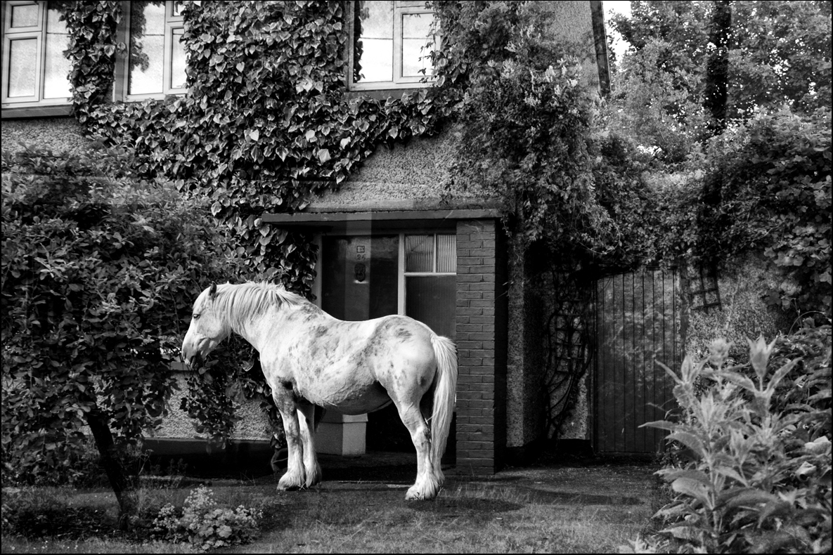 ist der Ist der Garten noch so klein , ein Pferd muss rein !