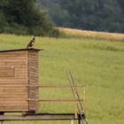 Ist der Jäger nicht zu Haus, sitzt der Jäger auf dem Dach