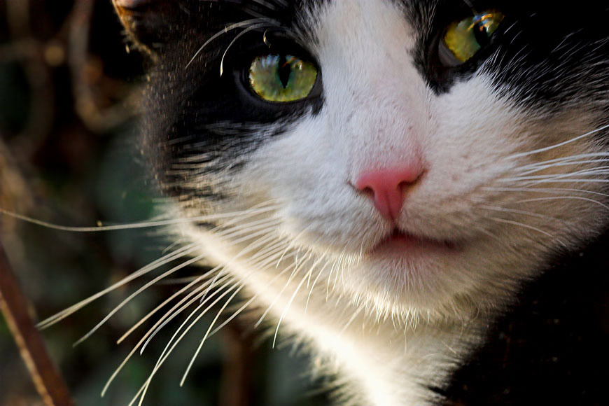 ist der Kater völlig blank