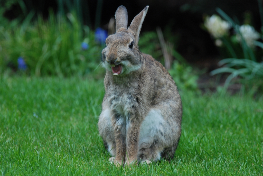 Ist der Oster Hase schon müde ???