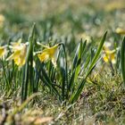 ist der Schnee auch wirklich weg? - Wildnarzissen in der Eifel