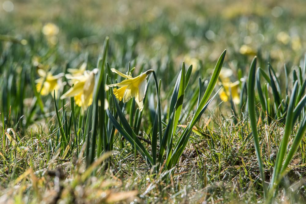 ist der Schnee auch wirklich weg? - Wildnarzissen in der Eifel