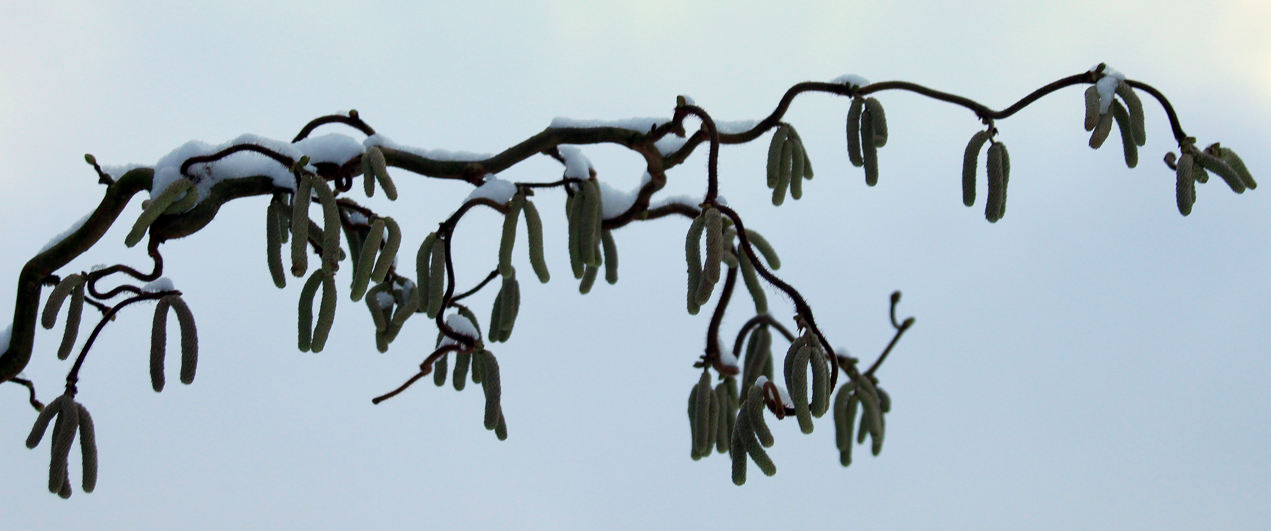 -Ist der Schnee schwer..