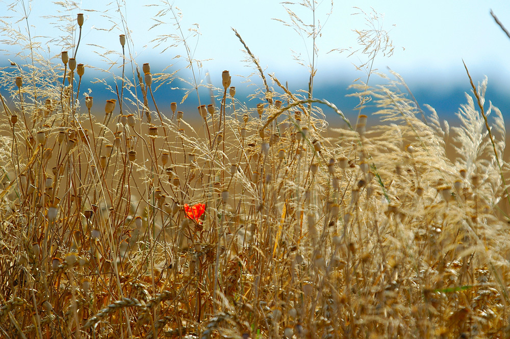 Ist der Sommer jetzt da oder kommt da noch der Frühling