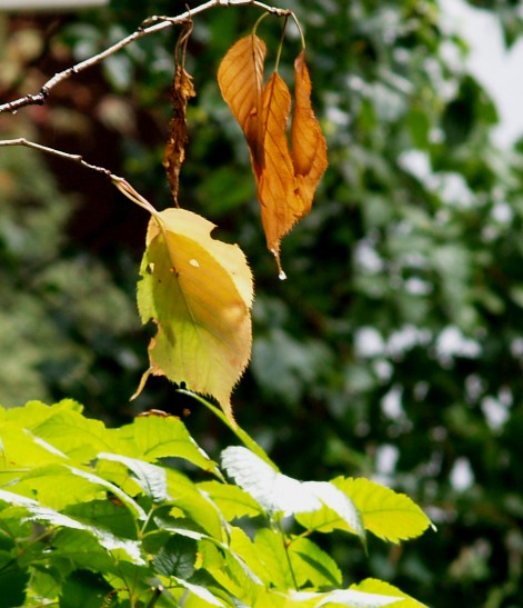 Ist der Sommer schon vorbei ?