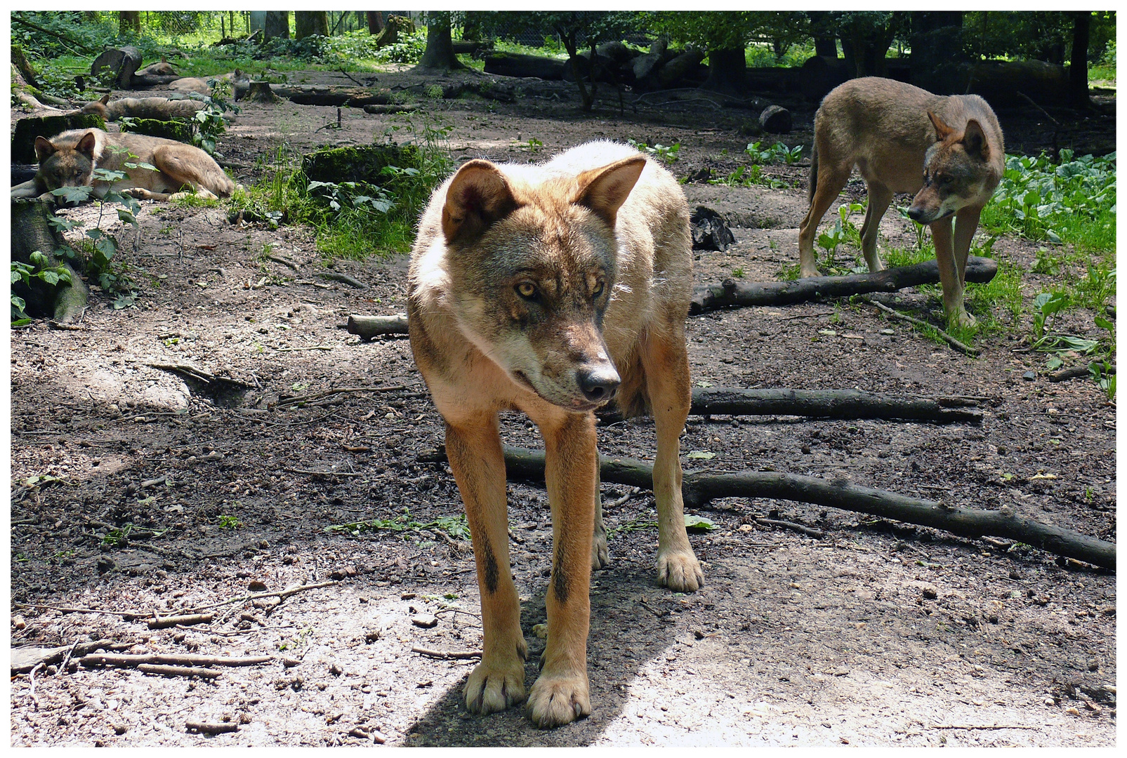 Ist der Wolf wirklich so böse?