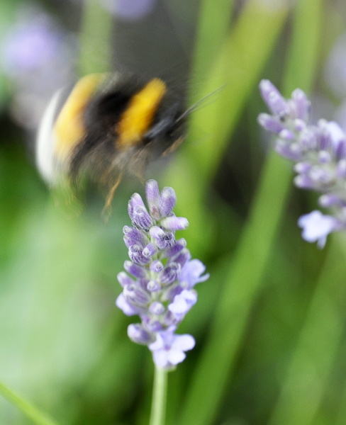 Ist die Hummel rasant oder nur hektisch?