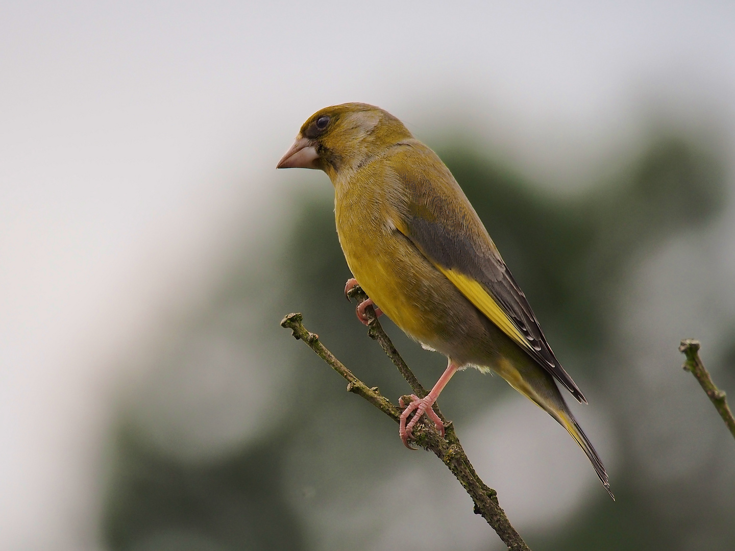 Ist die Luft rein? - Grünfink-Männchen (Carduelis chloris)