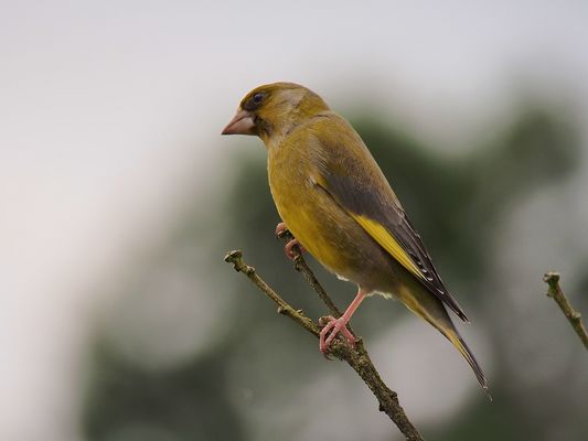 Ist die Luft rein? - Grünfink-Männchen (Carduelis chloris)