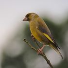 Ist die Luft rein? - Grünfink-Männchen (Carduelis chloris)