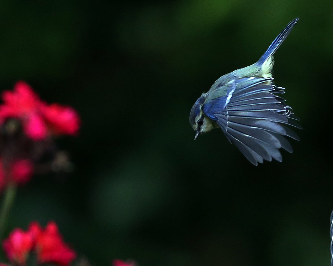 Ist die Meise blau mal wieder .....