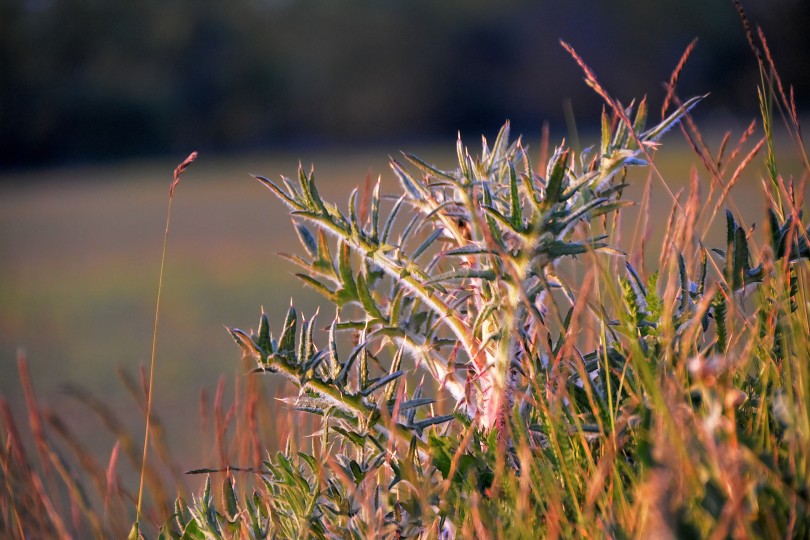 Ist die Natur nicht Spitze?