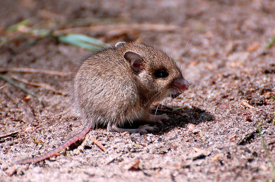 Ist die Springmaus jetzt in Deutschland nicht mehr selten?