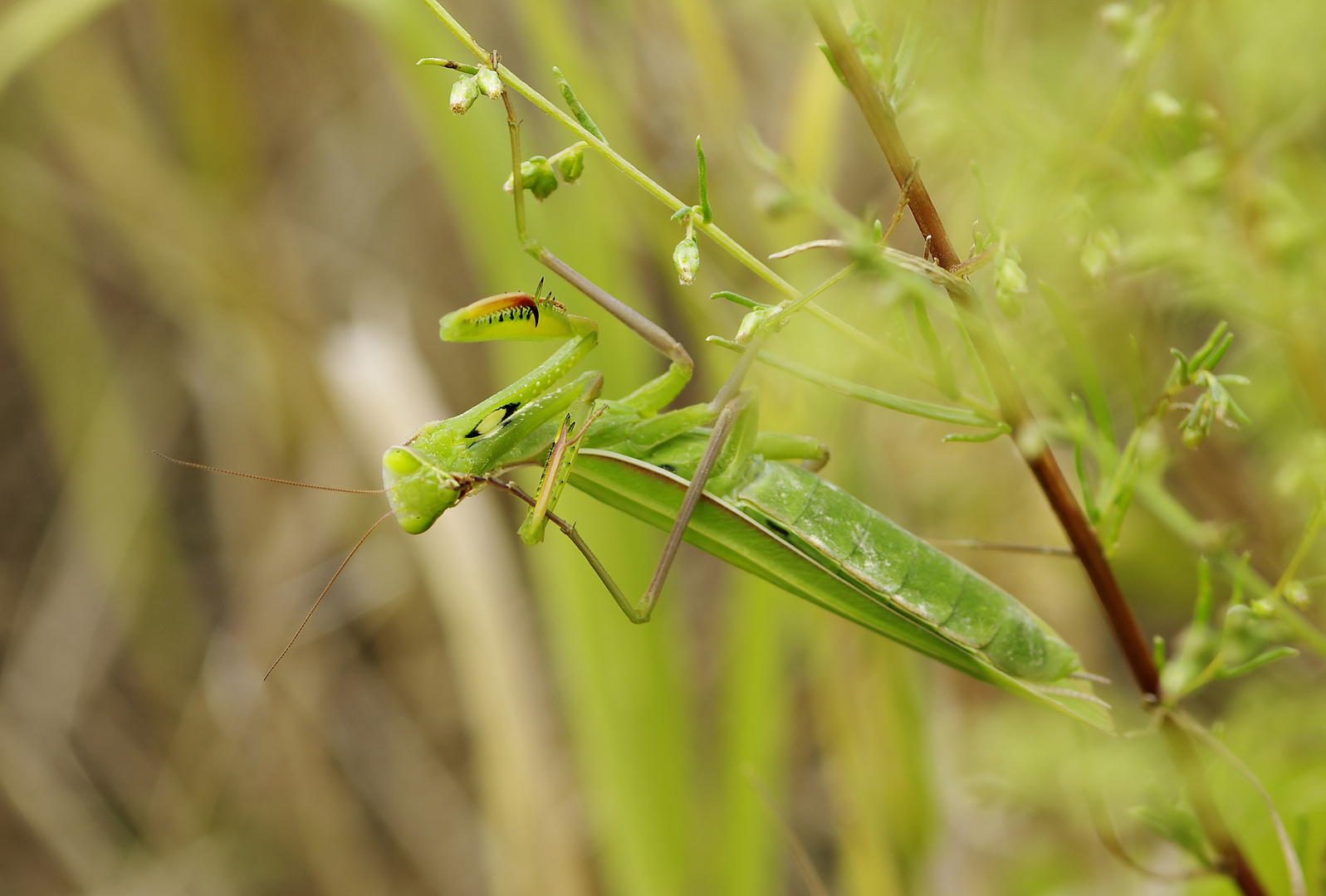 Ist die vielleicht gelenkig... Mantis bei der Fußpflege