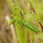 Ist die vielleicht gelenkig... Mantis bei der Fußpflege