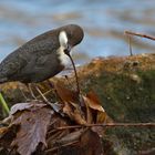 Ist die Wasseramsel