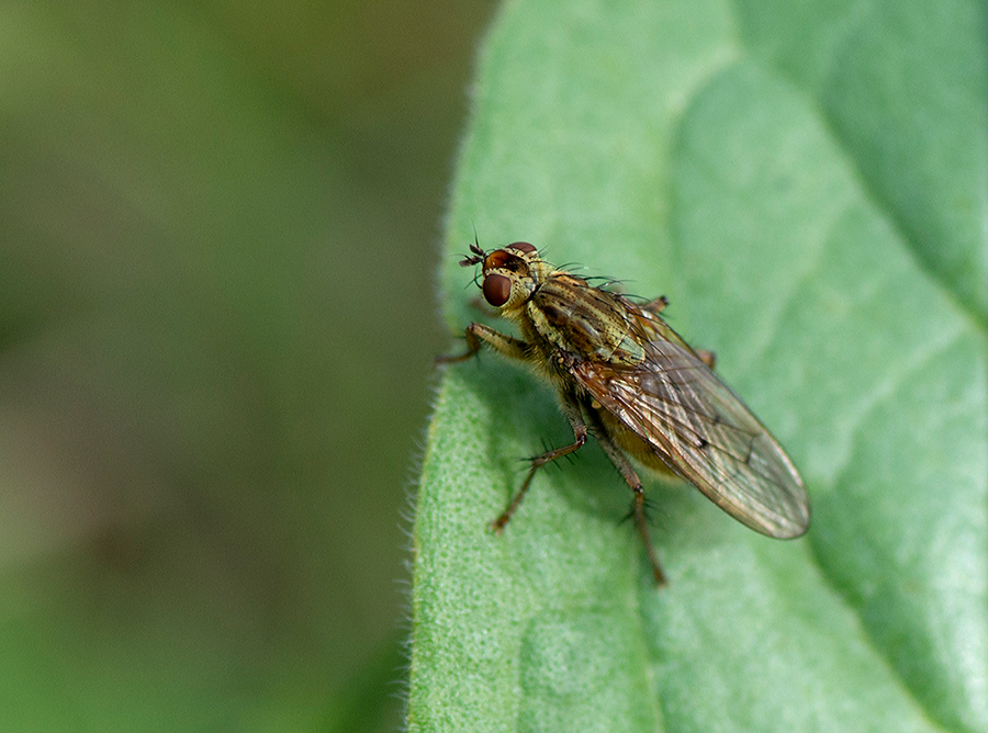 Ist dies evtl. die Baumfliege?