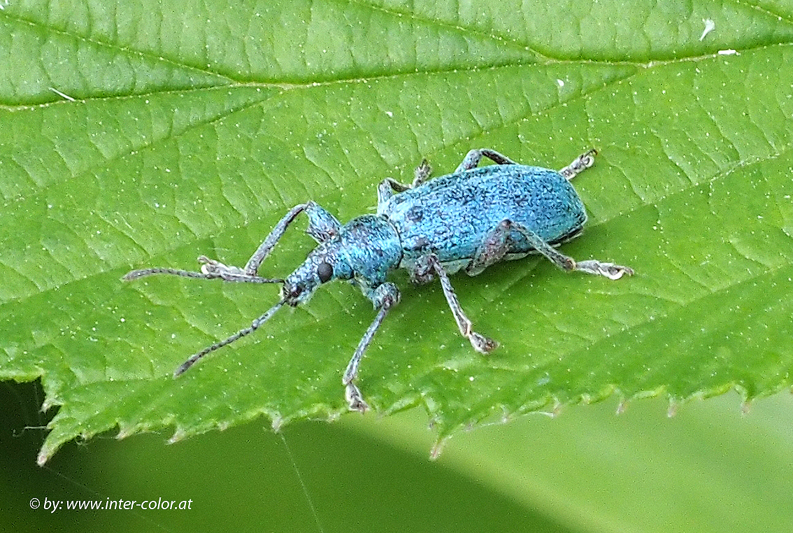 Ist dieser Rüsselkäfer: Chlorophanus viridis ???