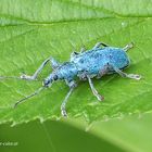 Ist dieser Rüsselkäfer: Chlorophanus viridis ???