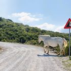 ist doch klar: "du hast 'Vorfahrt'...