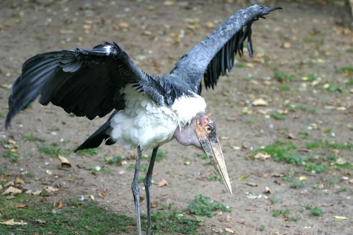 ist doch schön ein Marabu zu sein