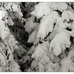 Ist doch Schwachsinn, den Schwarzwald auch im Winter immer noch Schwarzwald zu nennen