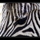 Ist ein Zebra weiß mit schwarzen Streifen...