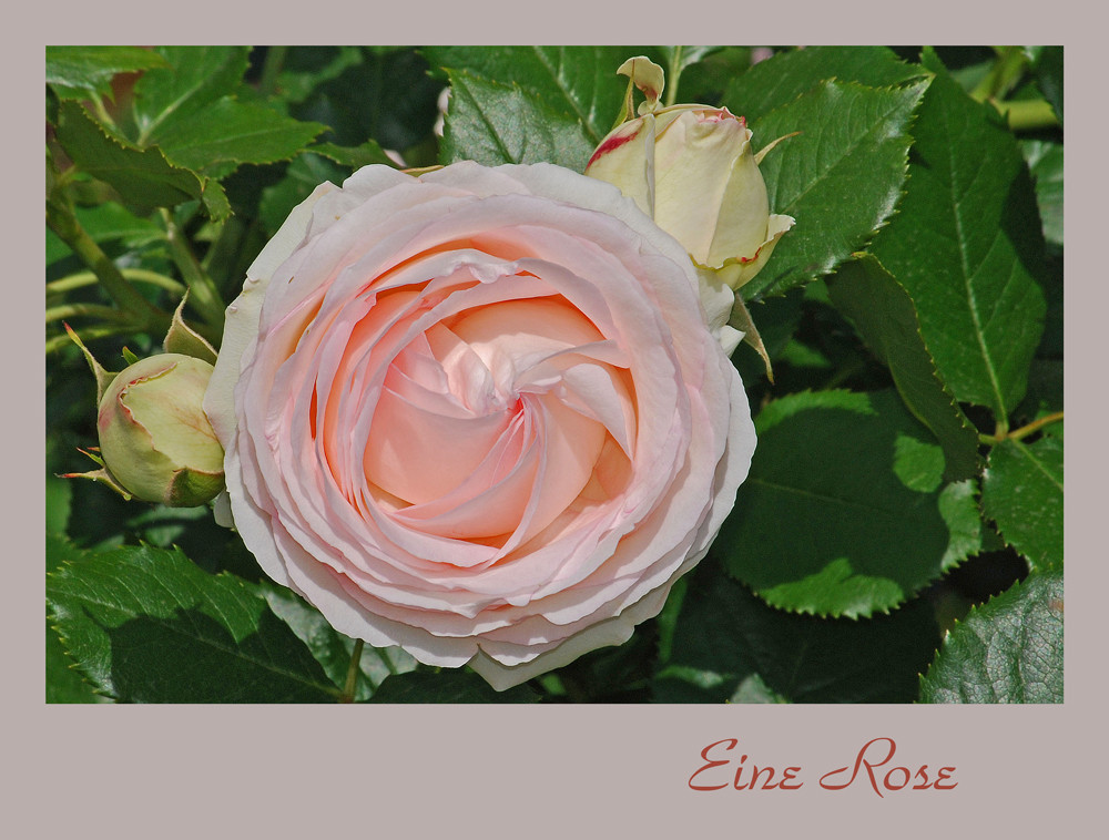 Ist eine Rose