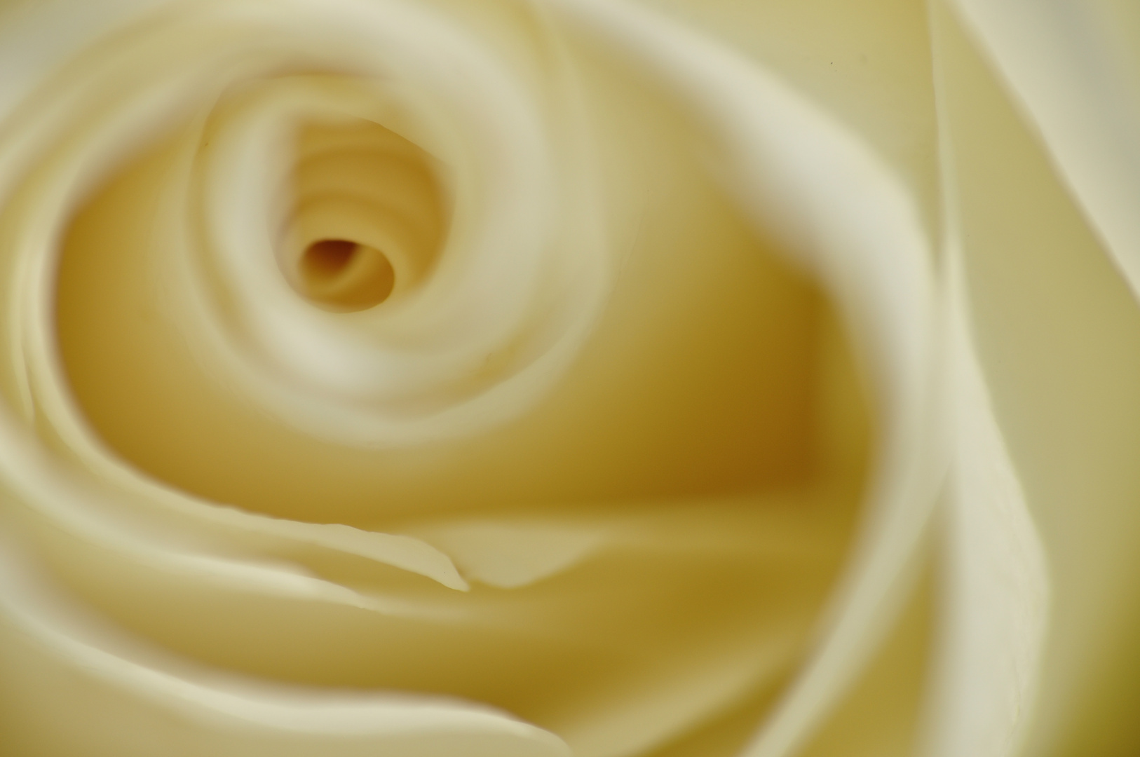 … ist eine Rose,