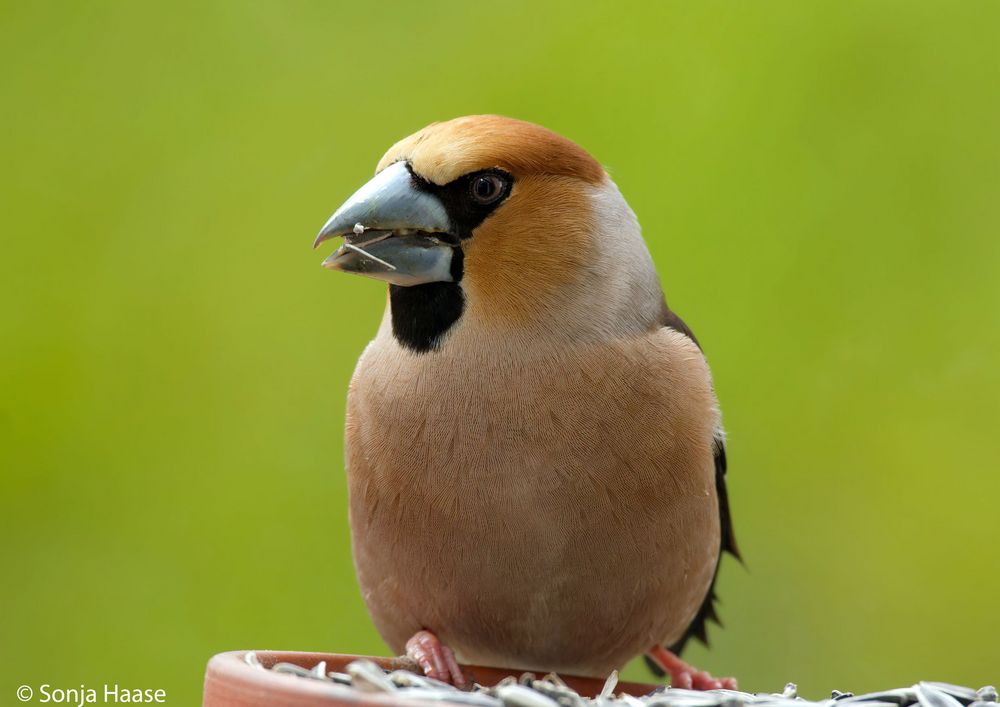 Ist er nicht schön? Finkenkönig - Kernbeißer Coccothraustes coccothraustes