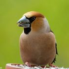 Ist er nicht schön? Finkenkönig - Kernbeißer Coccothraustes coccothraustes