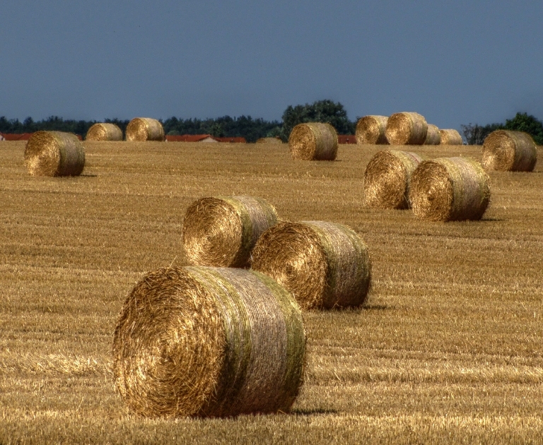 Ist erst das Stroh gerollt, wird es bald Herbst