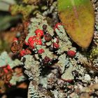 Ist es Cladonia floerkeana?