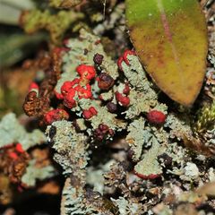 Ist es Cladonia floerkeana?