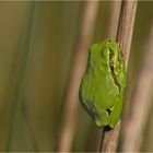 Ist es der Froschkönig?