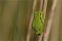 Ist es der Froschkönig?