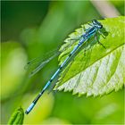 Ist es die Hufeisen-Azurjungfer (Coenagrion puella)?