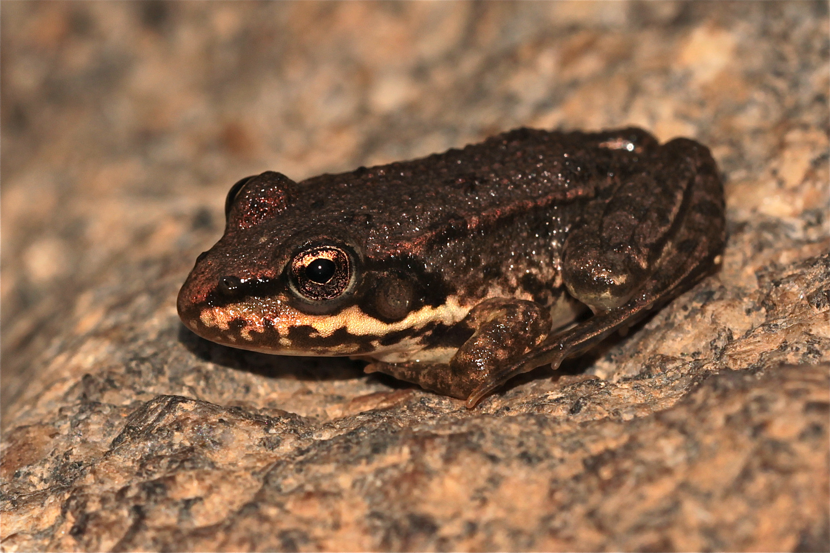 Ist es ein Springfrosch (Rana dalmatina)?