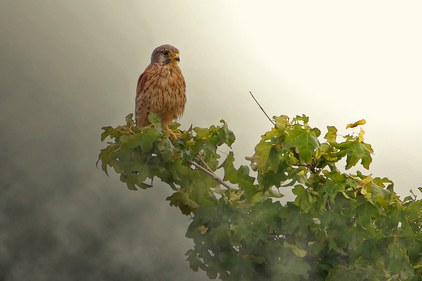 Ist es ein Turmfalke?