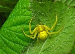 Ist es eine Krabbenspinne?