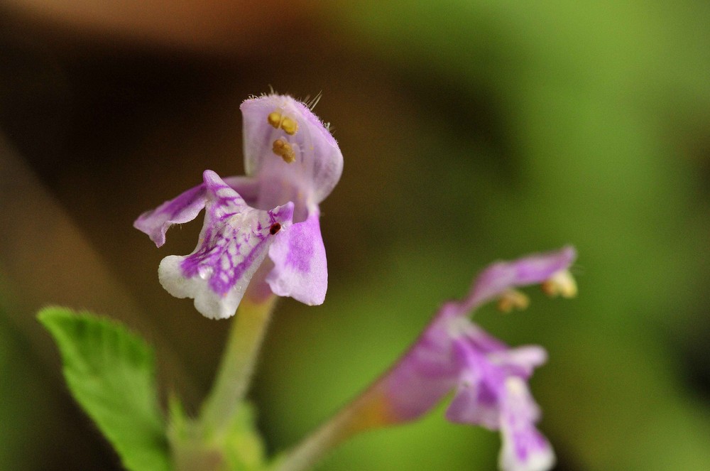 Ist es eine Mini-Orchidee ?