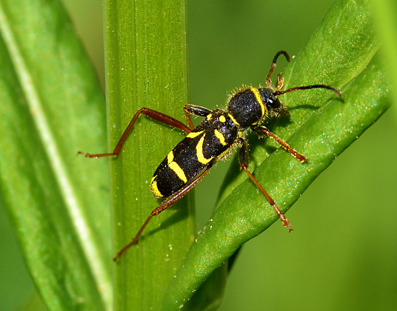 ??? Ist es eine Wespe oder Wildbiene? Wie heißt sie?