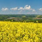 Ist es nicht schön bei uns... :-) Unterwegs auf dem Springer Berg, mit Blick ins Pfälzer...